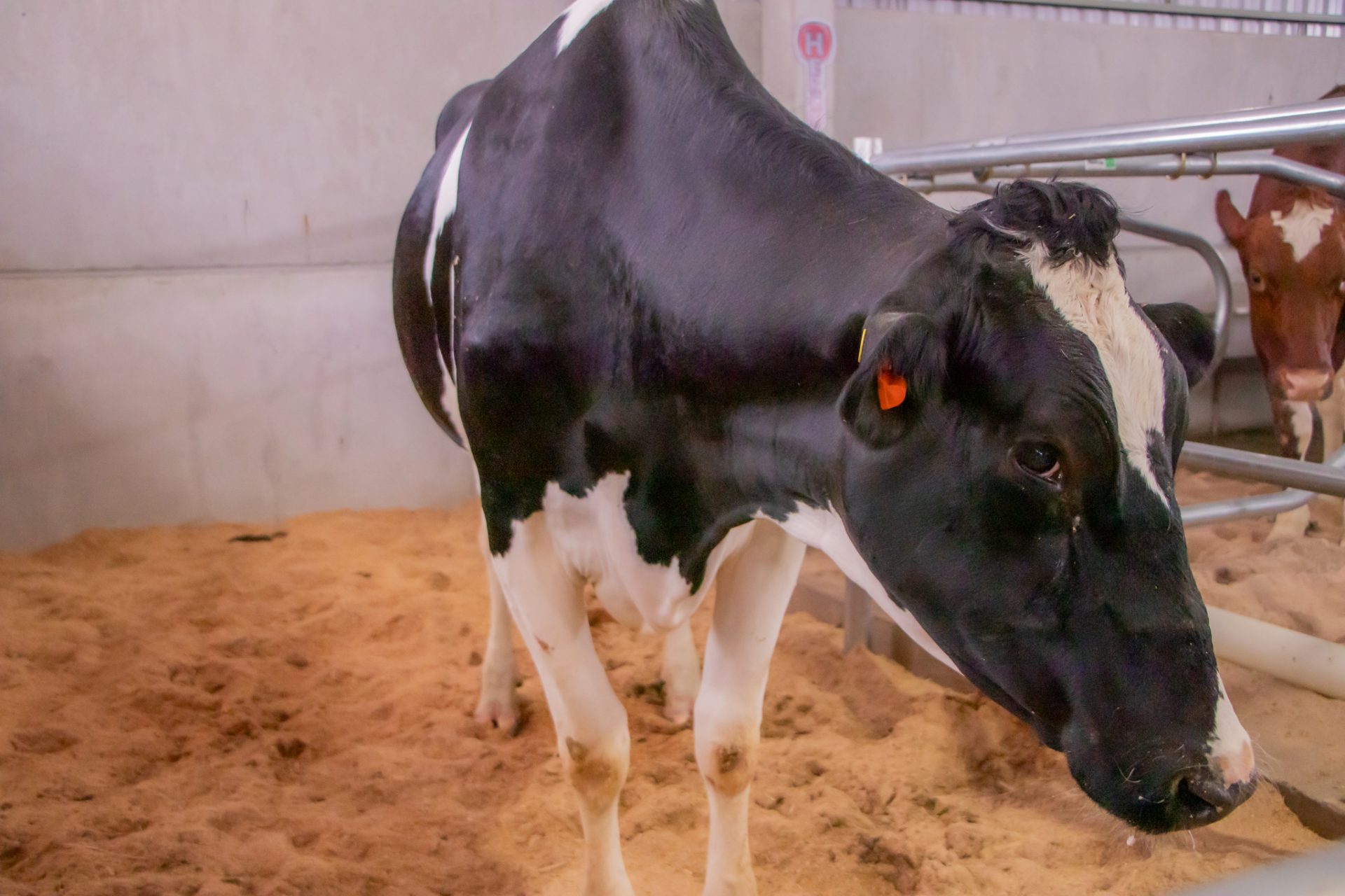 UEPG apresenta Escola de Queijo e outros projetos na Agroleite em Castro