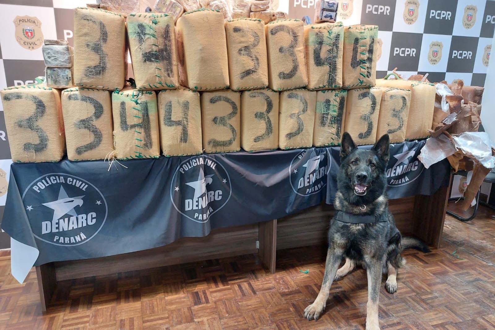 Cães da PCPR ajudaram a tirar 5,7 toneladas de drogas de circulação em 2025