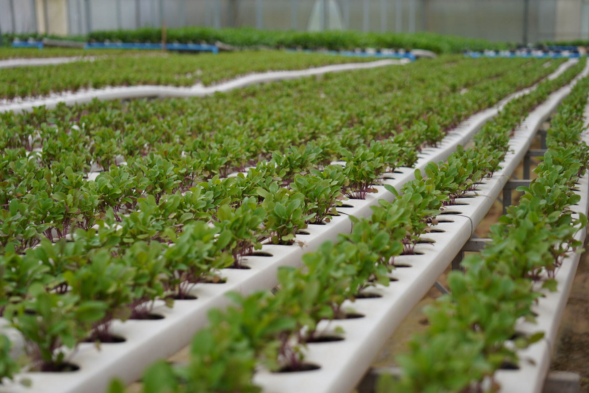 Feira Sabores do Paraná 2025 terá como novidade seção de hortifruticultura