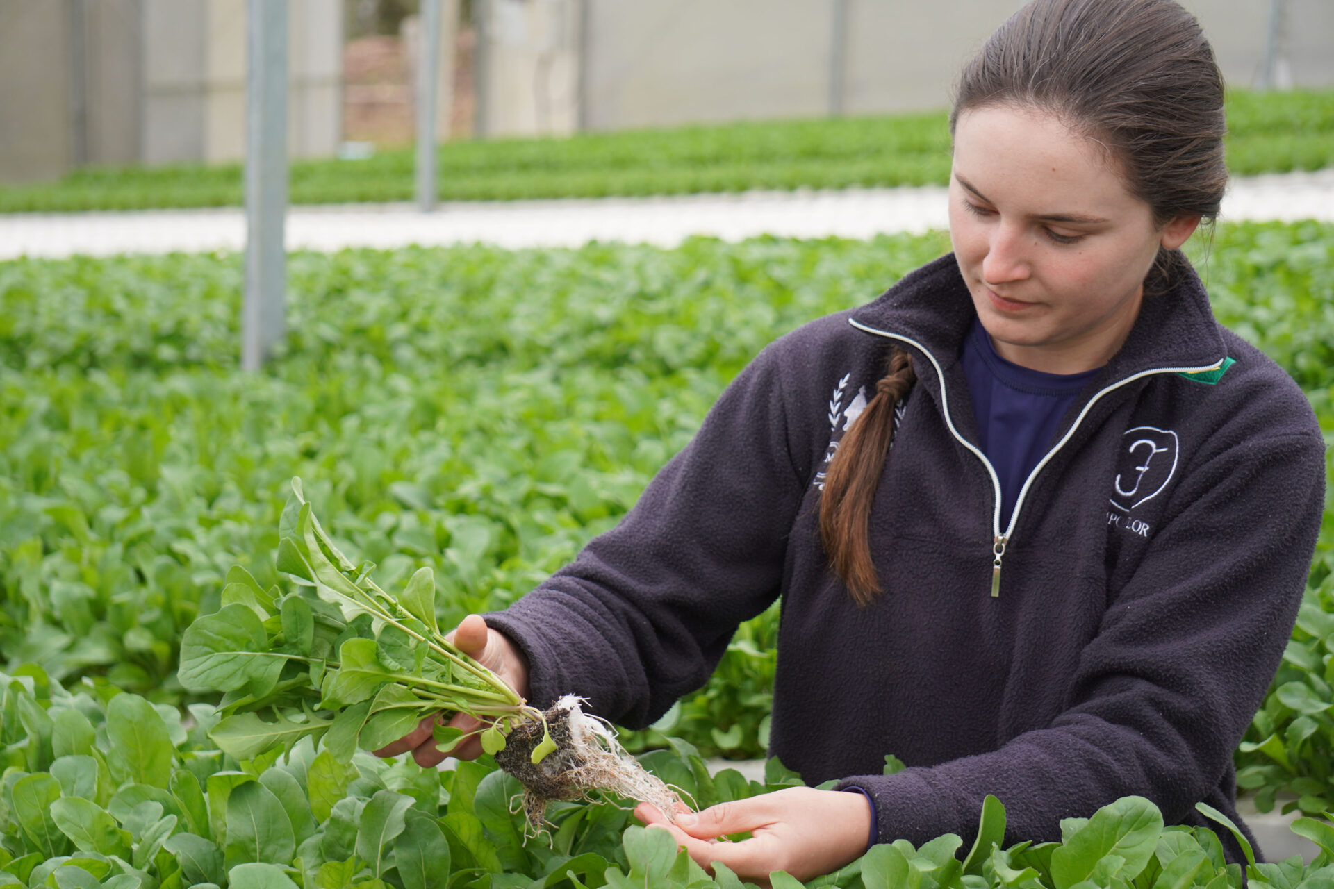 Feira Sabores do Paraná 2025 terá como novidade seção de hortifruticultura