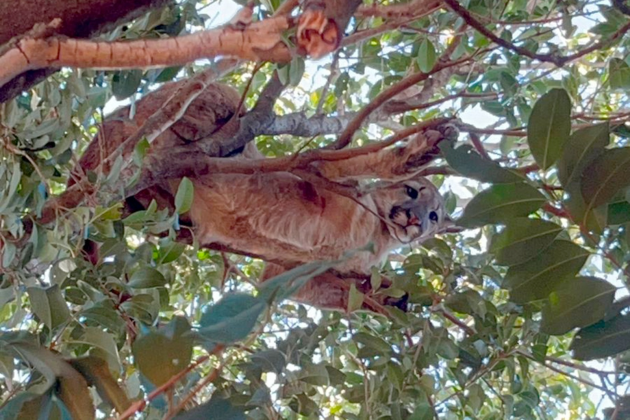 Zoológico de Cascavel atua no resgate de onça-parda ferida em Formosa do Oeste