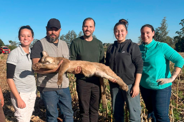 Zoológico de Cascavel atua no resgate de onça-parda ferida em Formosa do Oeste