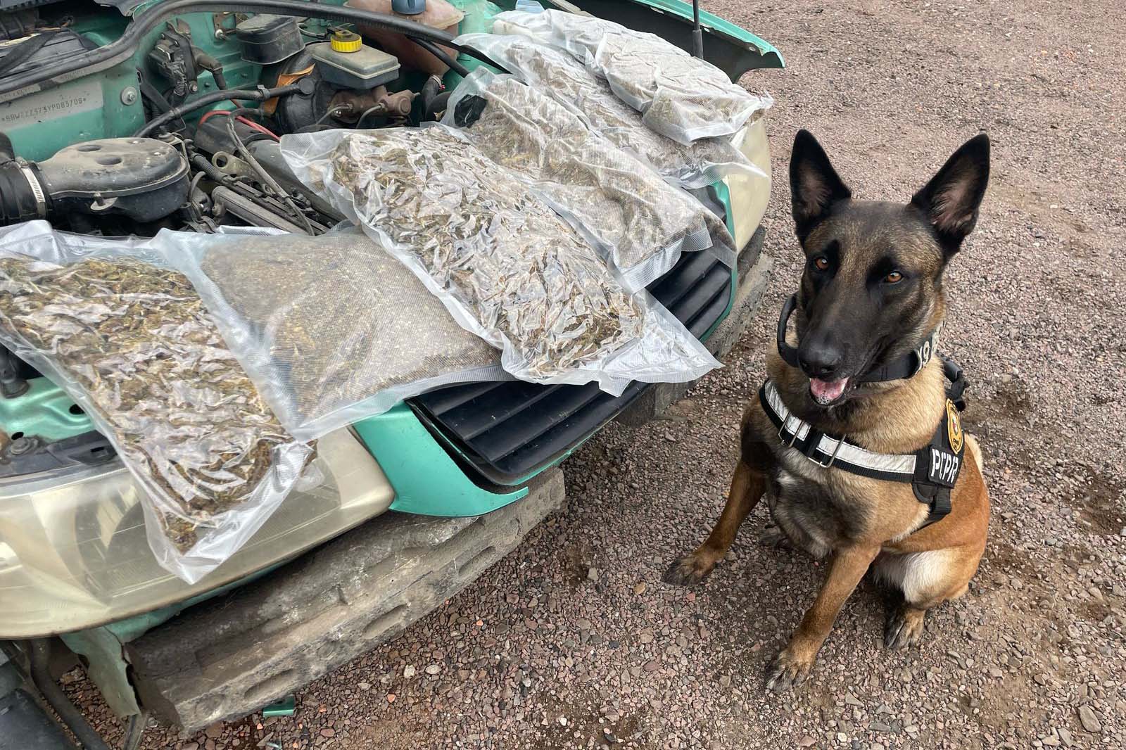 Cães da PCPR ajudaram a tirar 5,7 toneladas de drogas de circulação em 2025