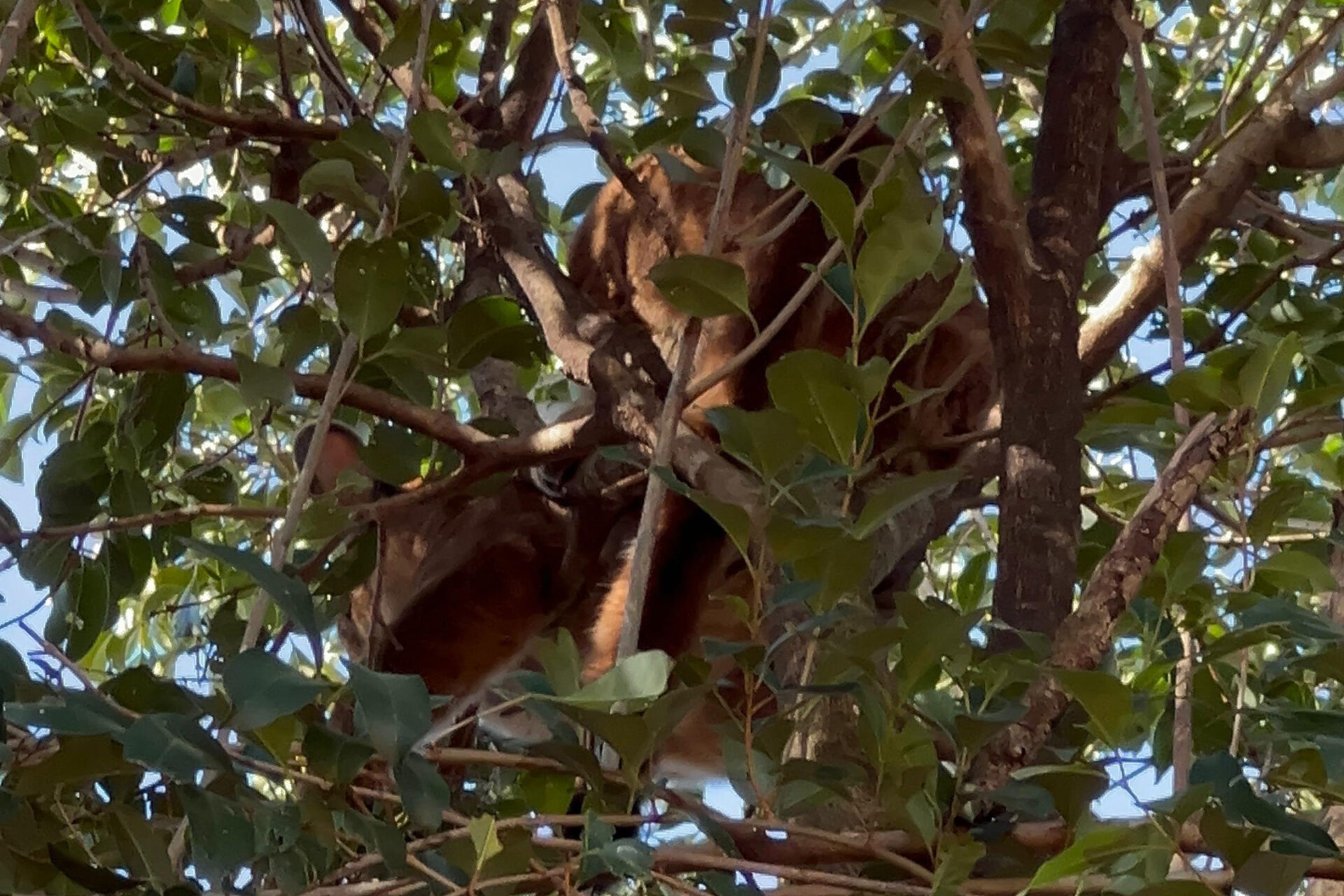 Onça-parda fêmea é resgatada em árvore e devolvida à natureza no Oeste do Paraná