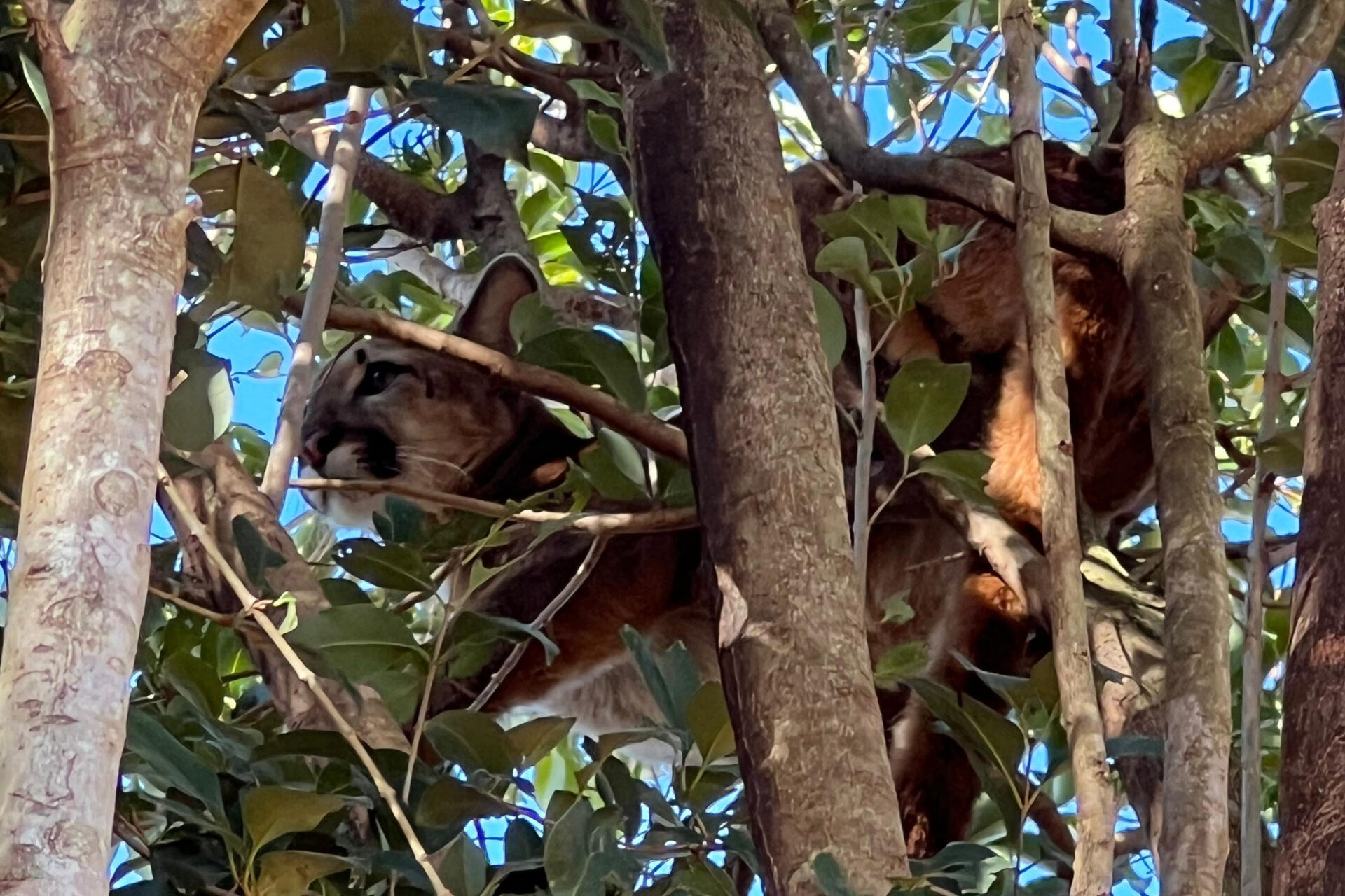 Onça-parda fêmea é resgatada em árvore e devolvida à natureza no Oeste do Paraná