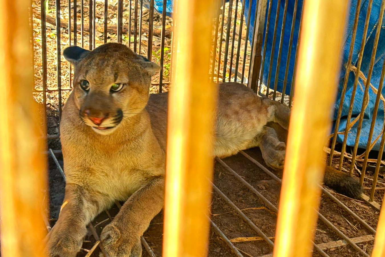 O que fazer se encontrar uma onça ou outro felino silvestre? IAT dá as orientações