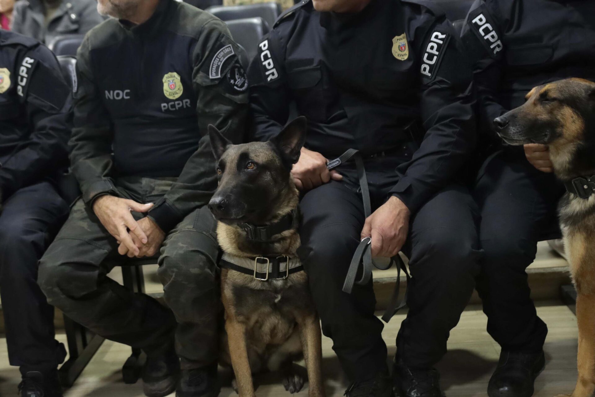 Cães da PCPR ajudaram a tirar 5,7 toneladas de drogas de circulação em 2025