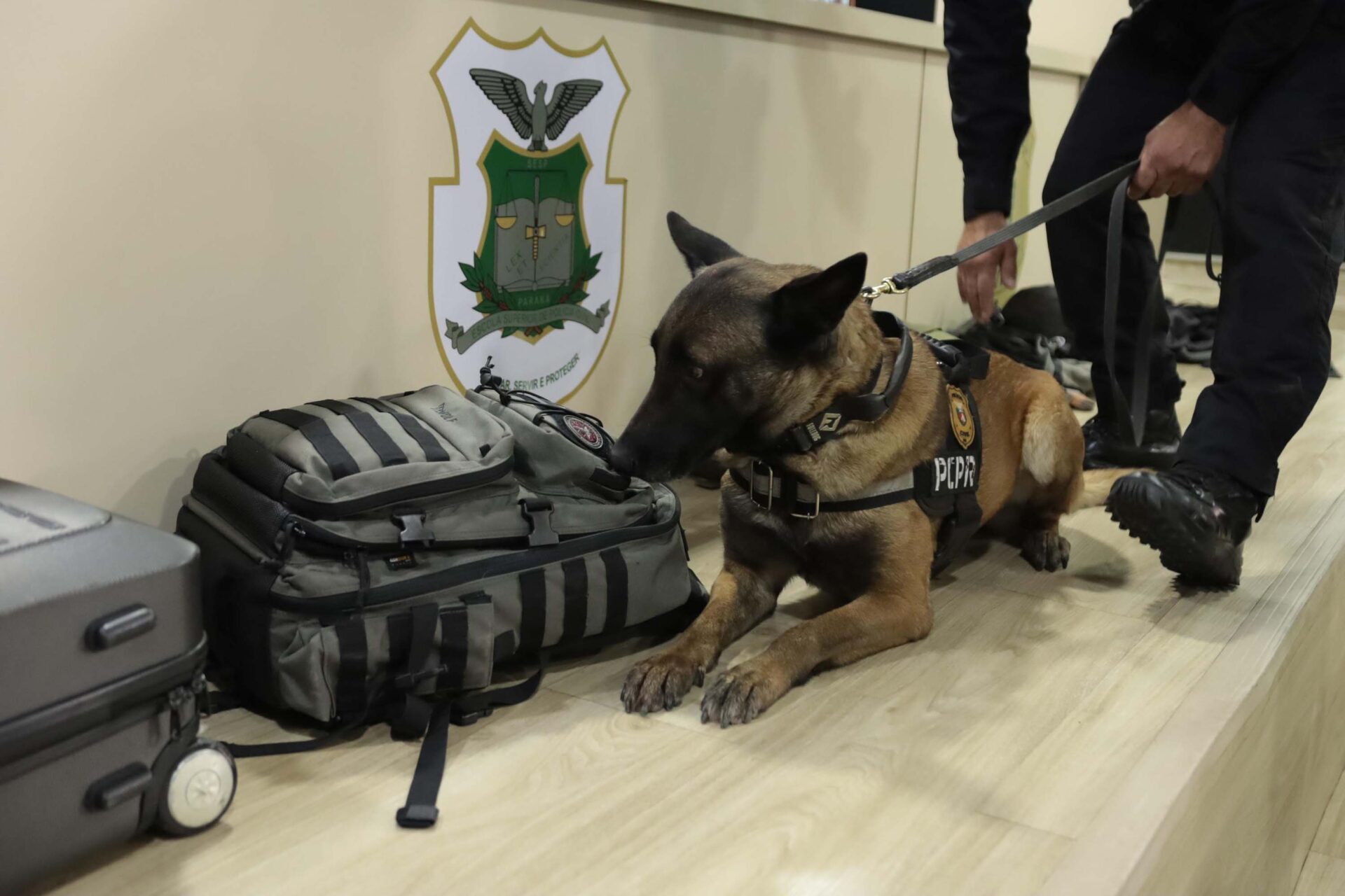 Cães da PCPR ajudaram a tirar 5,7 toneladas de drogas de circulação em 2025
