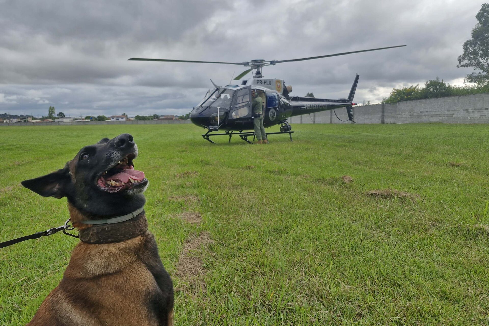 Cães da PCPR ajudaram a tirar 5,7 toneladas de drogas de circulação em 2025