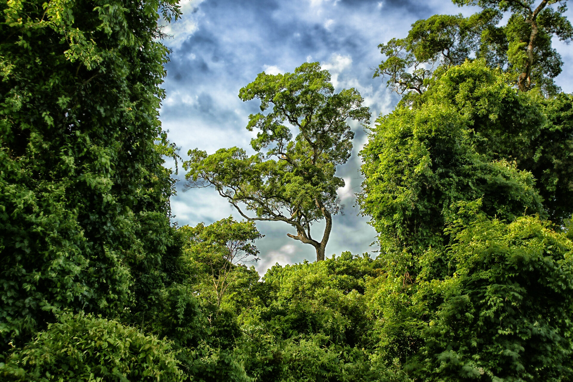 Conferência da Mata Atlântica vai aprofundar discussões sobre clima e economia verde