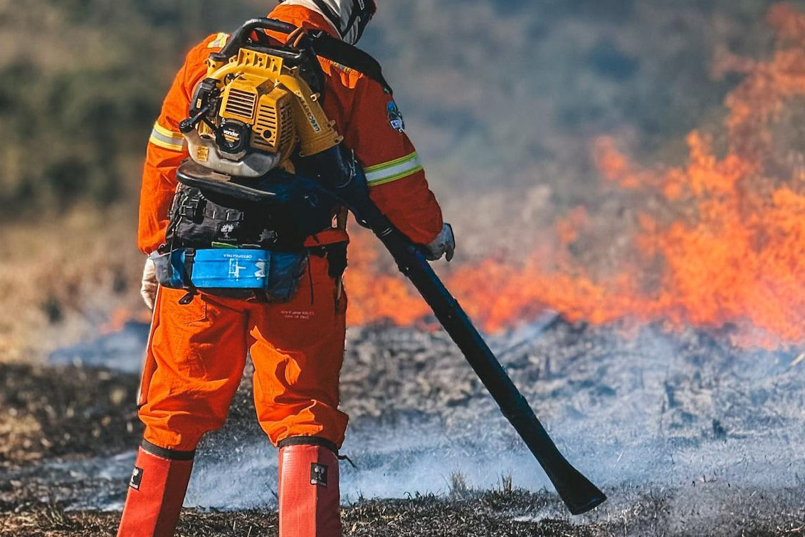 Dia do Voluntário: programas do IAT reúnem 1.594 pessoas em prol da preservação ambiental