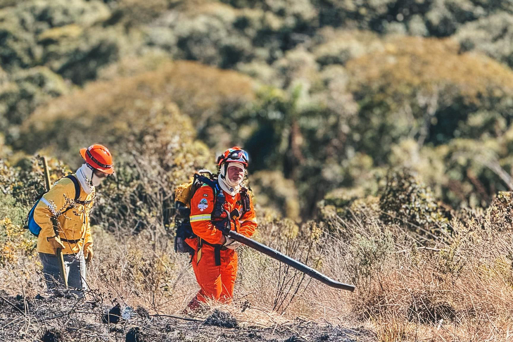 Dia do Voluntário: programas do IAT reúnem 1.594 pessoas em prol da preservação ambiental