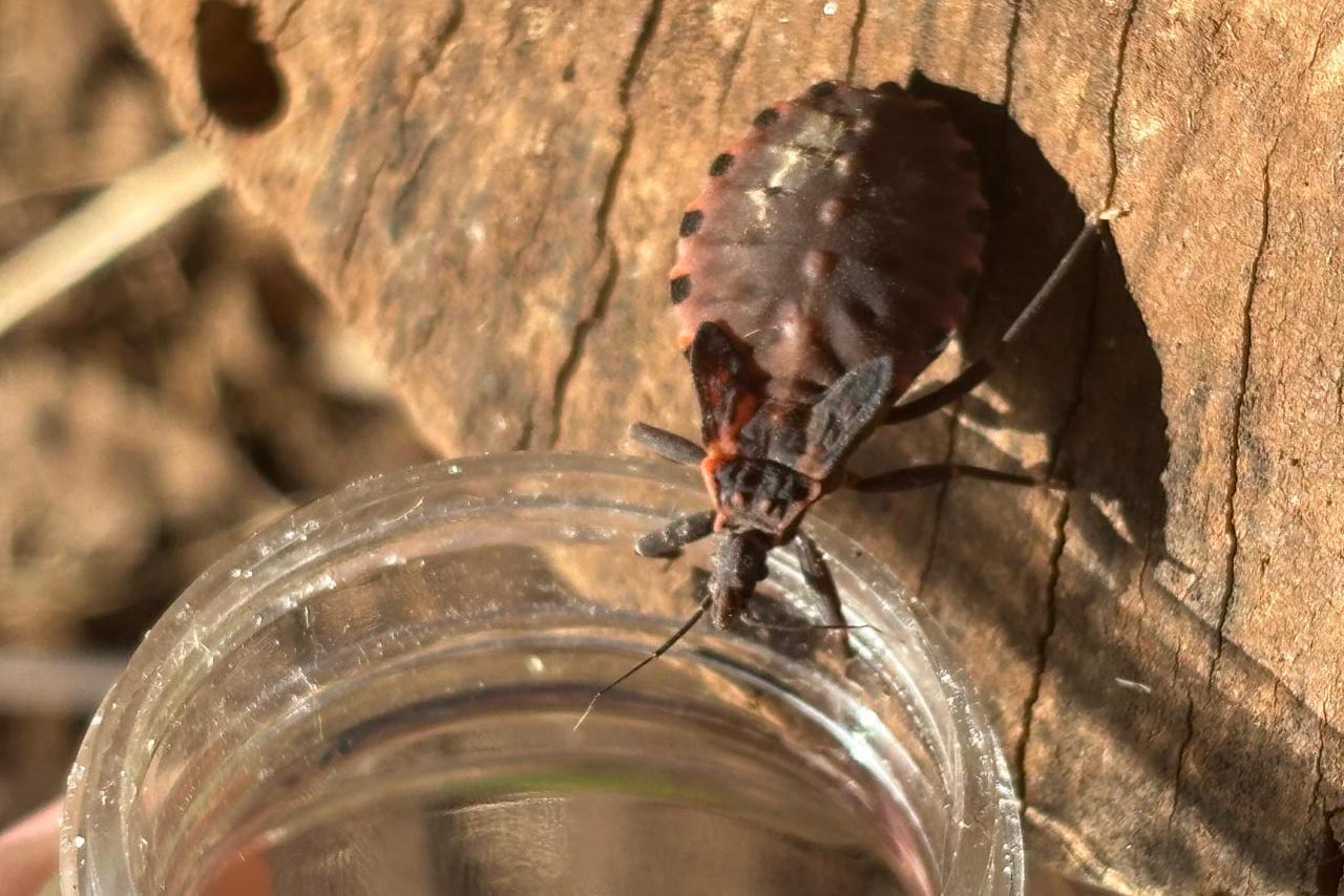 Vigilância e integração entre Estado e municípios fortalecem combate à doença de Chagas