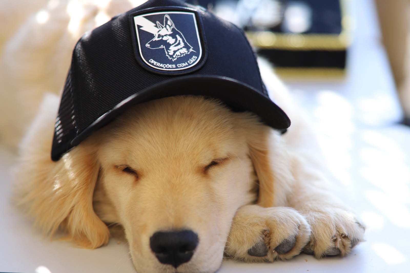 1ª Cãocorrida da CIOC celebra sucesso de cães da PM no combate ao crime