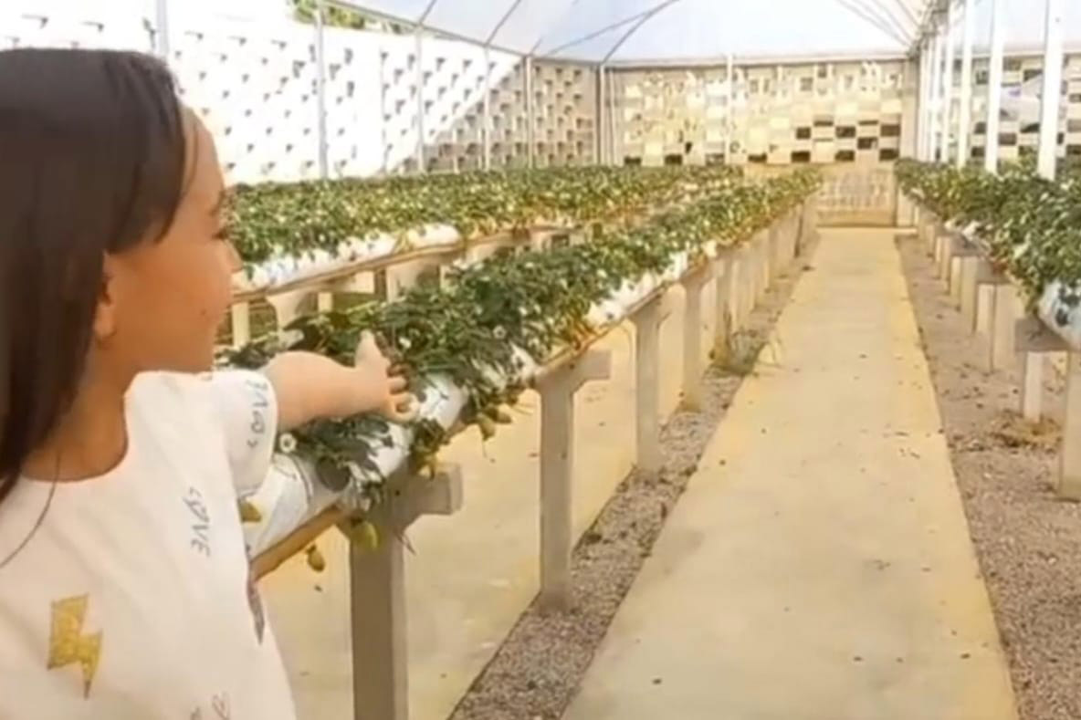 Produtores de Tijucas do Sul criam espaço para receber pessoas com deficiência