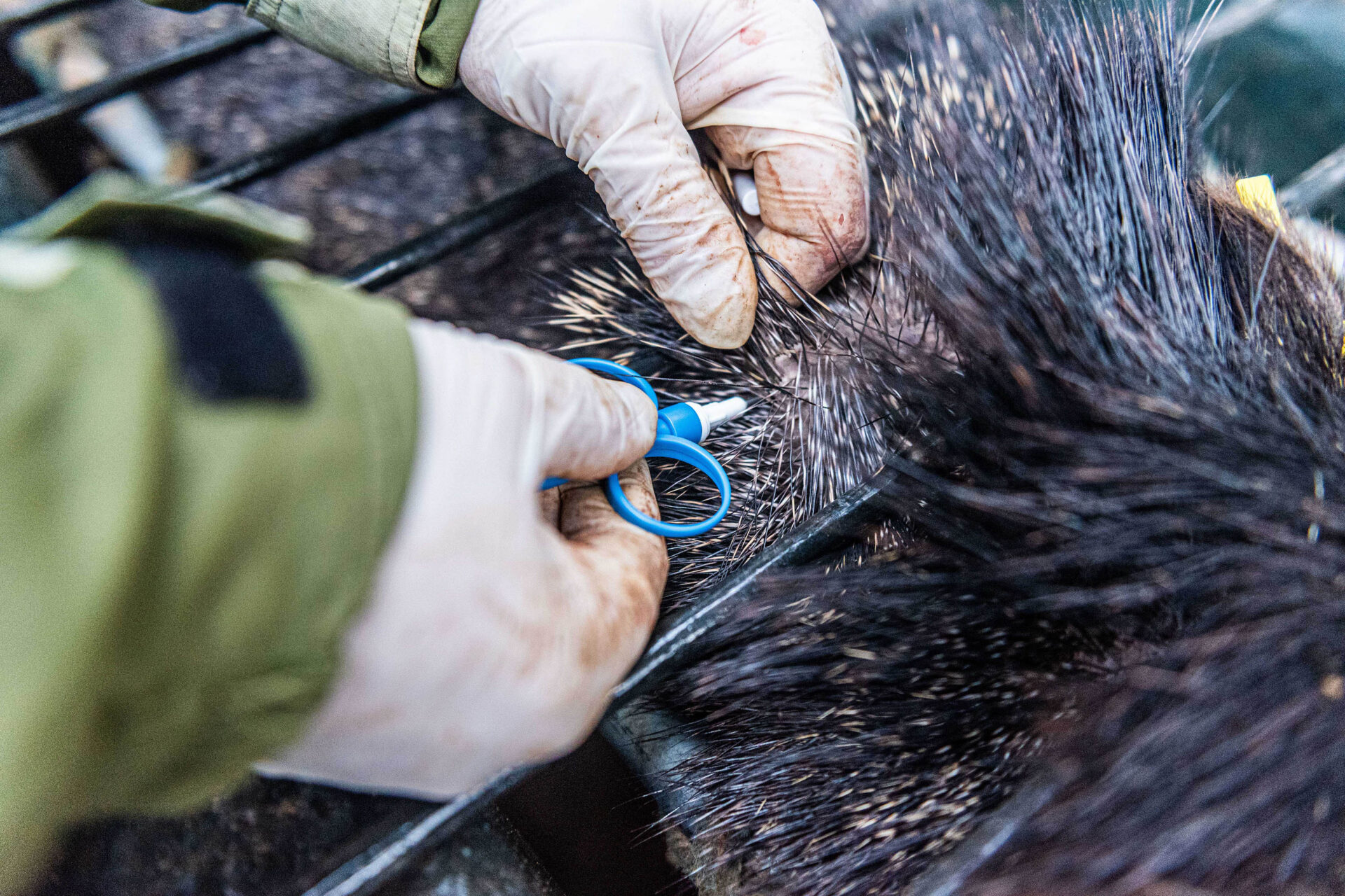 Parceria entre IAT e criadouro repovoou Parque das Lauráceas com mais de 500 animais