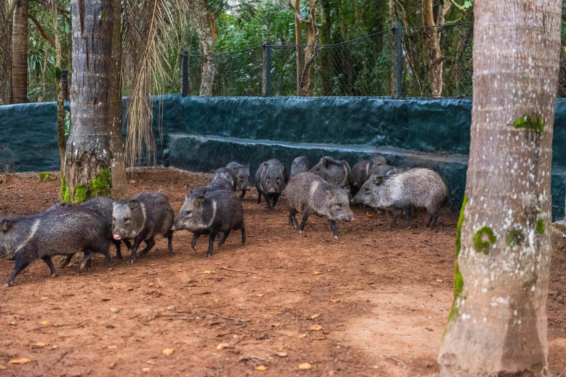 Parceria entre IAT e criadouro repovoou Parque das Lauráceas com mais de 500 animais