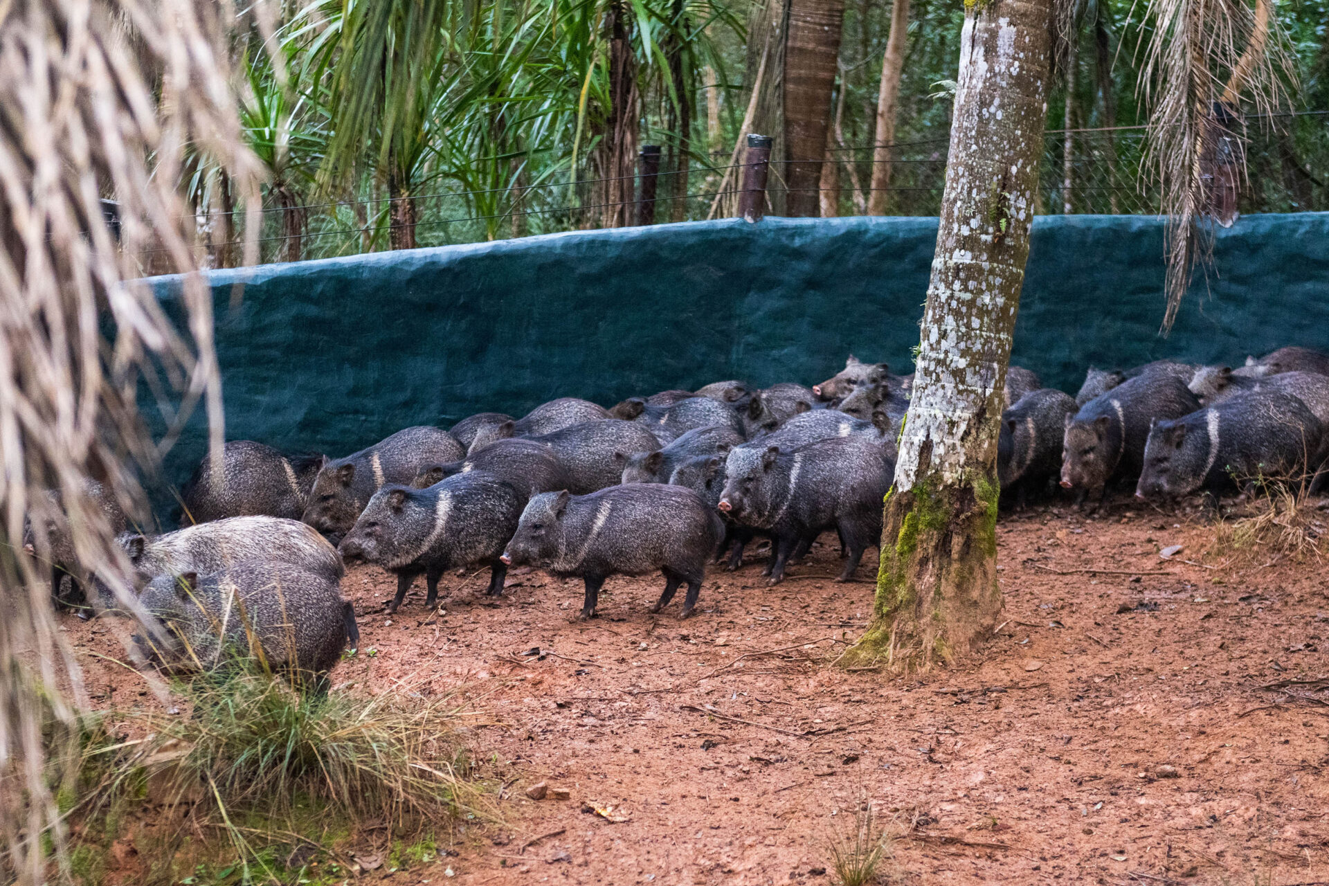 Parceria entre IAT e criadouro repovoou Parque das Lauráceas com mais de 500 animais