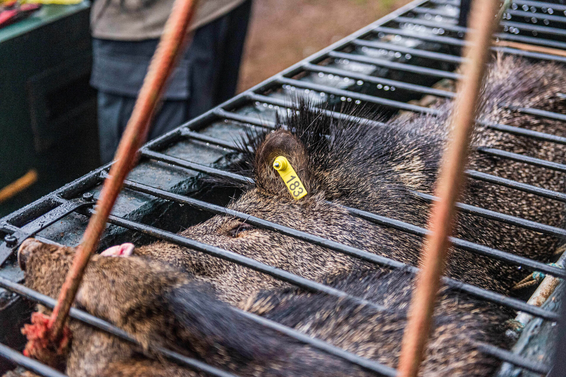 Parceria entre IAT e criadouro repovoou Parque das Lauráceas com mais de 500 animais