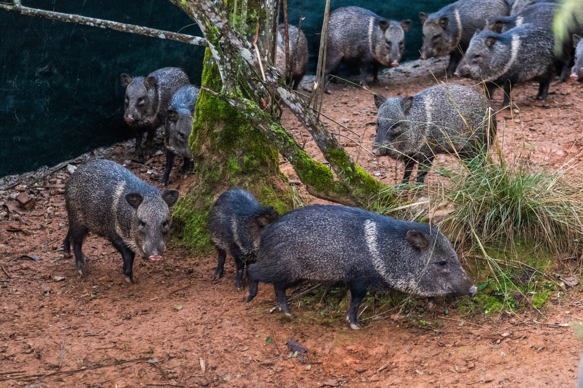 Parceria entre IAT e criadouro repovoou Parque das Lauráceas com mais de 500 animais