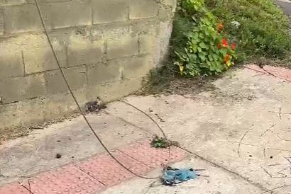 Proibido por lei no Paraná, cerol de pipas corta linhas de energia e põe vidas em risco