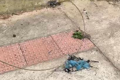 Proibido por lei no Paraná, cerol de pipas corta linhas de energia e põe vidas em risco