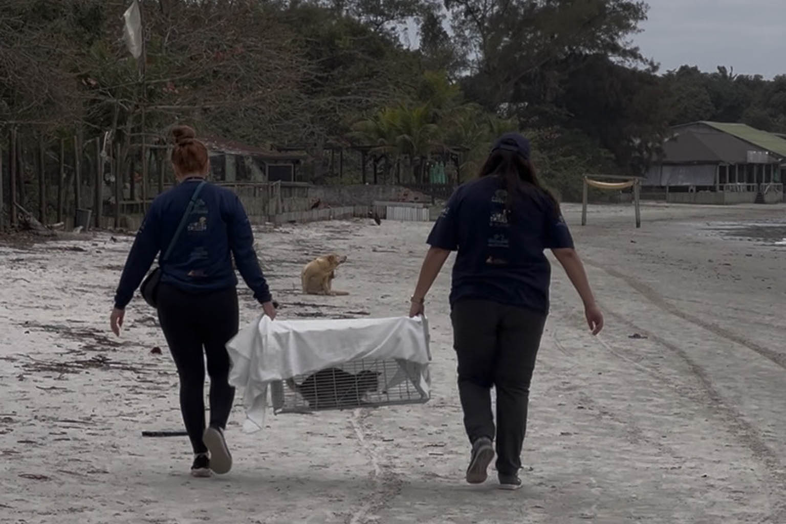 Passagem extra do CastraPet Paraná pela Ilha do Mel beneficia 102 animais