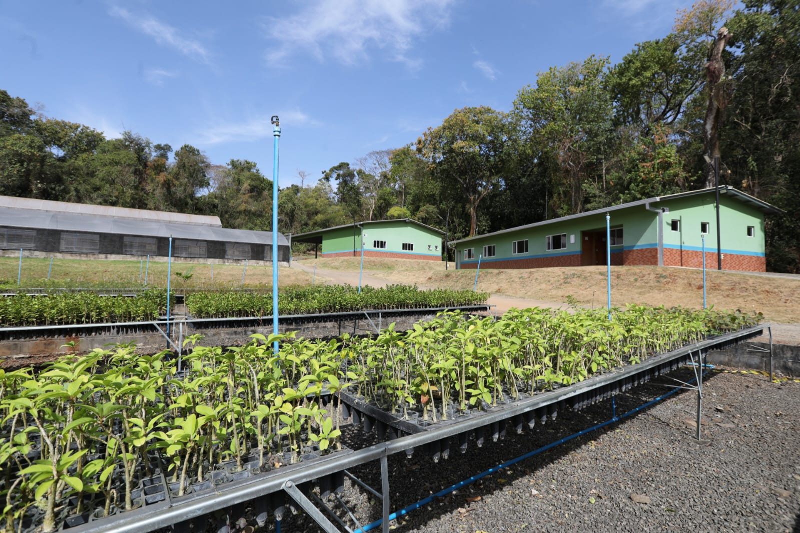 200 mil mudas por ano: Estado inaugura novas instalações do viveiro florestal de Ibiporã