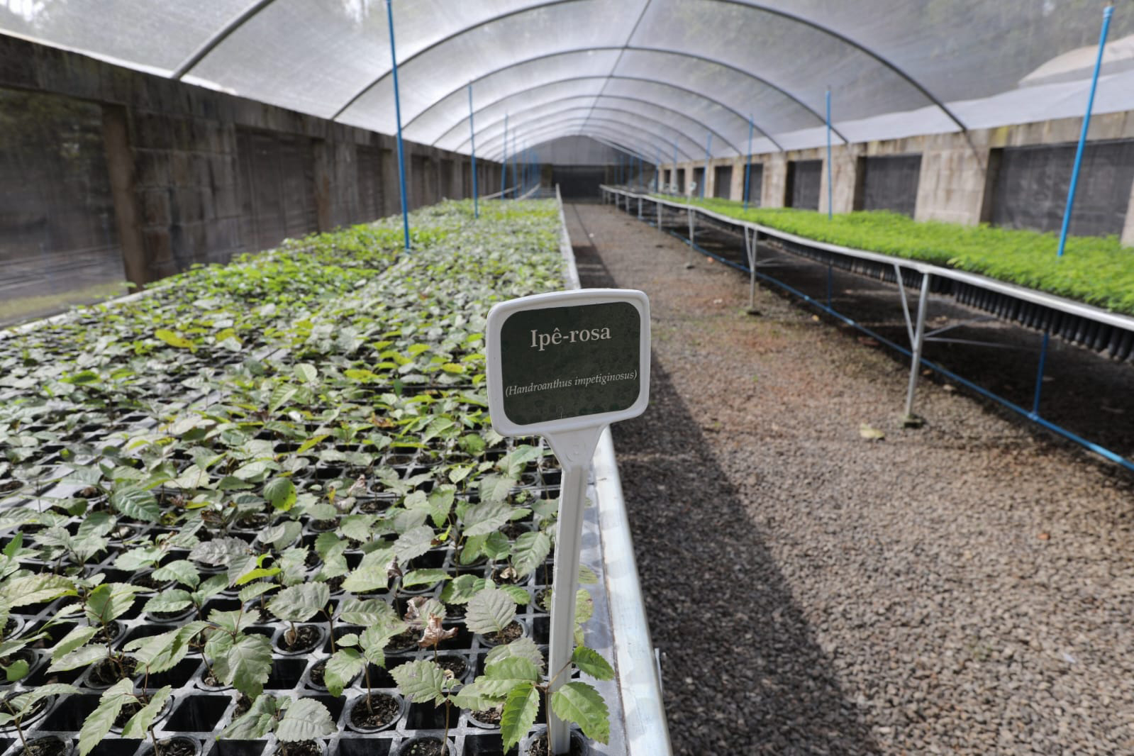 200 mil mudas por ano: Estado inaugura novas instalações do viveiro florestal de Ibiporã