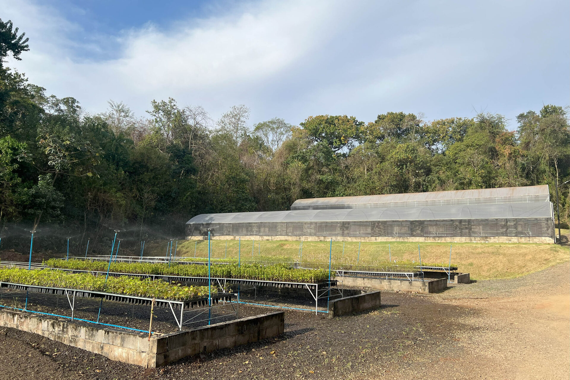 200 mil mudas por ano: Estado inaugura novas instalações do viveiro florestal de Ibiporã