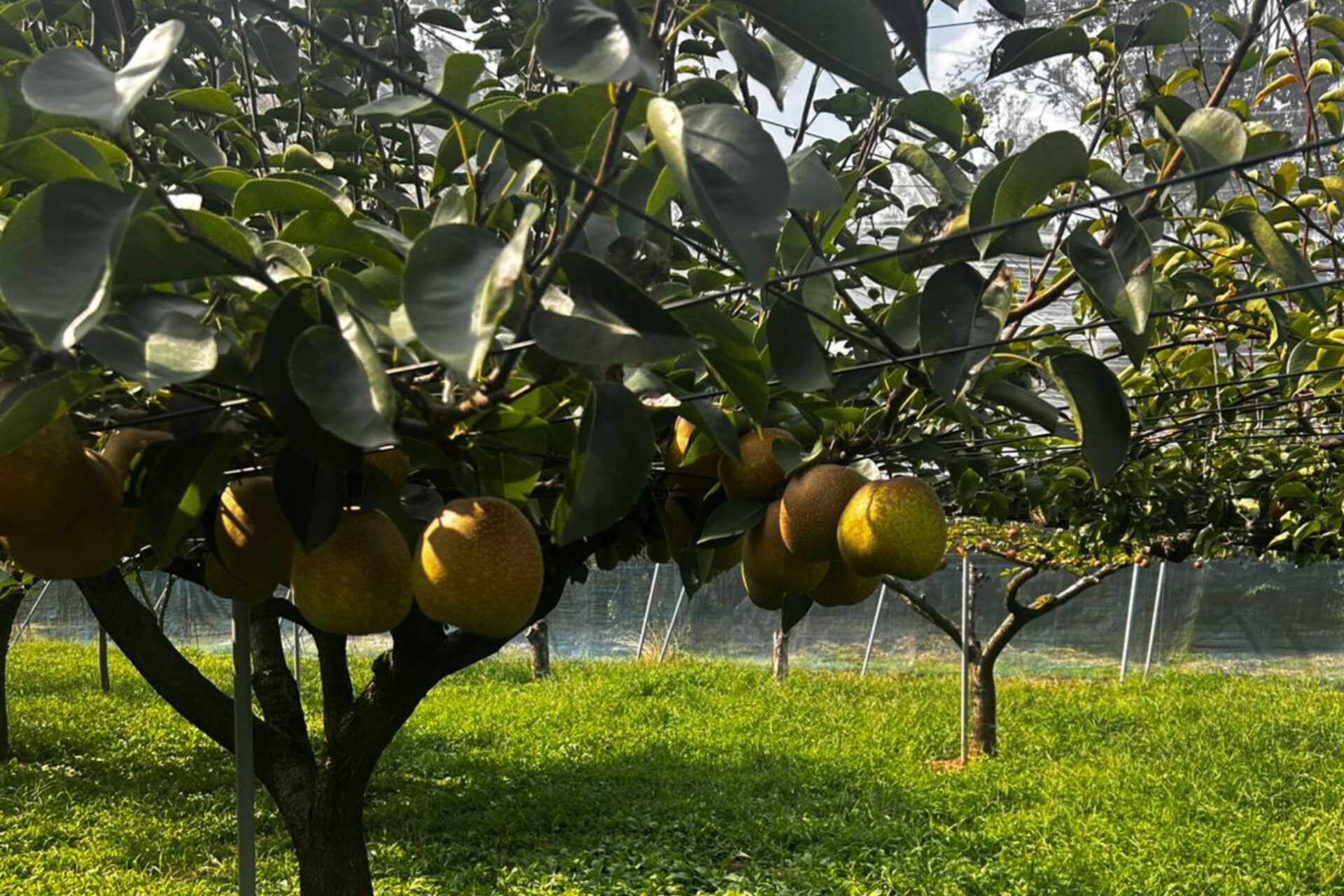 Paraná e Japão fortalecem cooperação em pesquisa, biociências e tecnologia