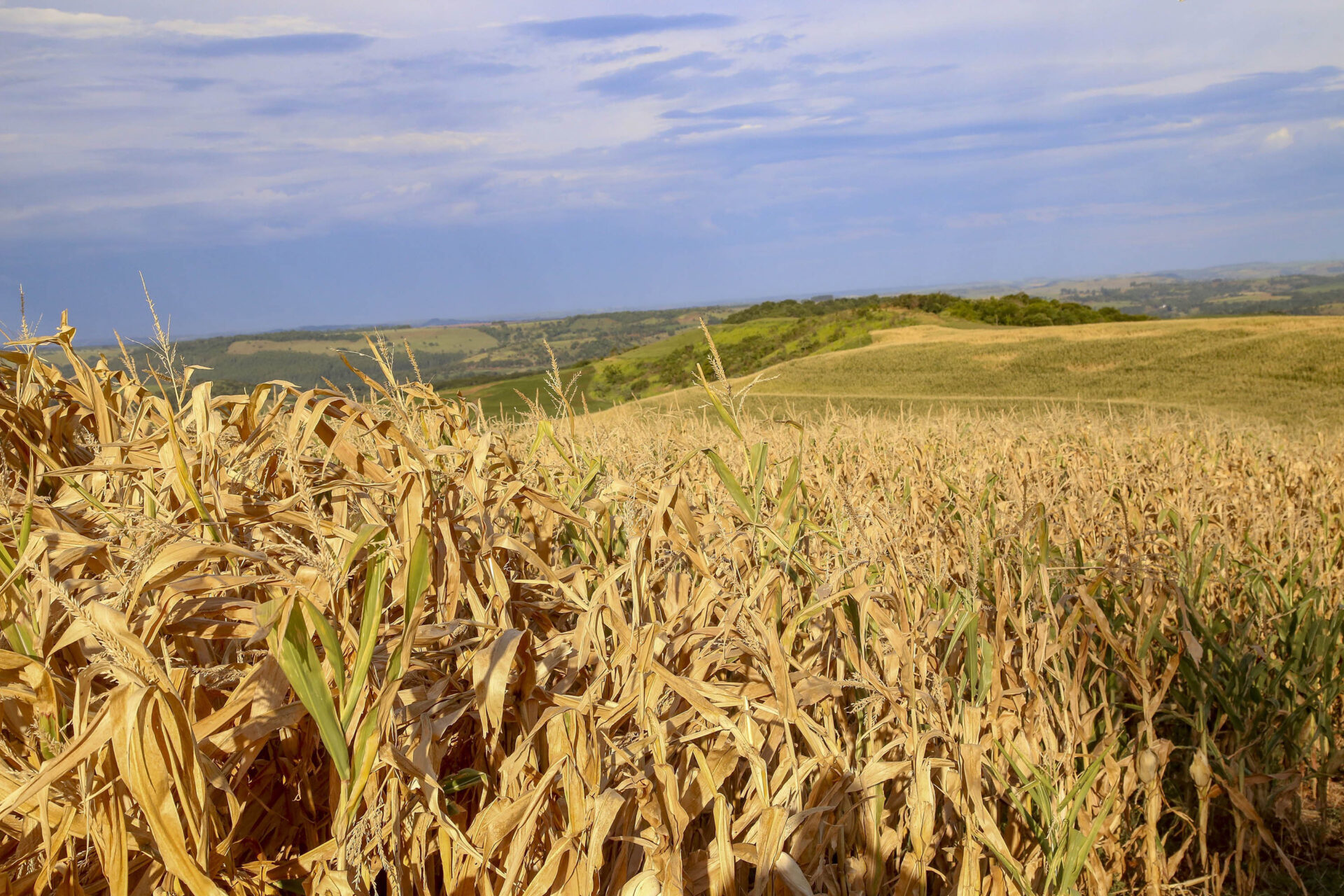 Seca recua no Oeste e Noroeste do Paraná e se agrava no Norte e RMC, diz monitor da ANA
