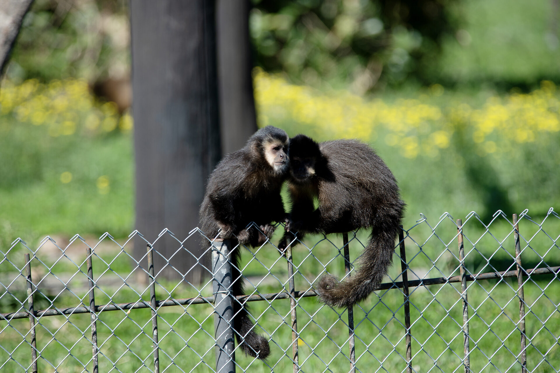Macacos-prego resgatados pelo IAT já estão adaptados ao Zoológico de Curitiba