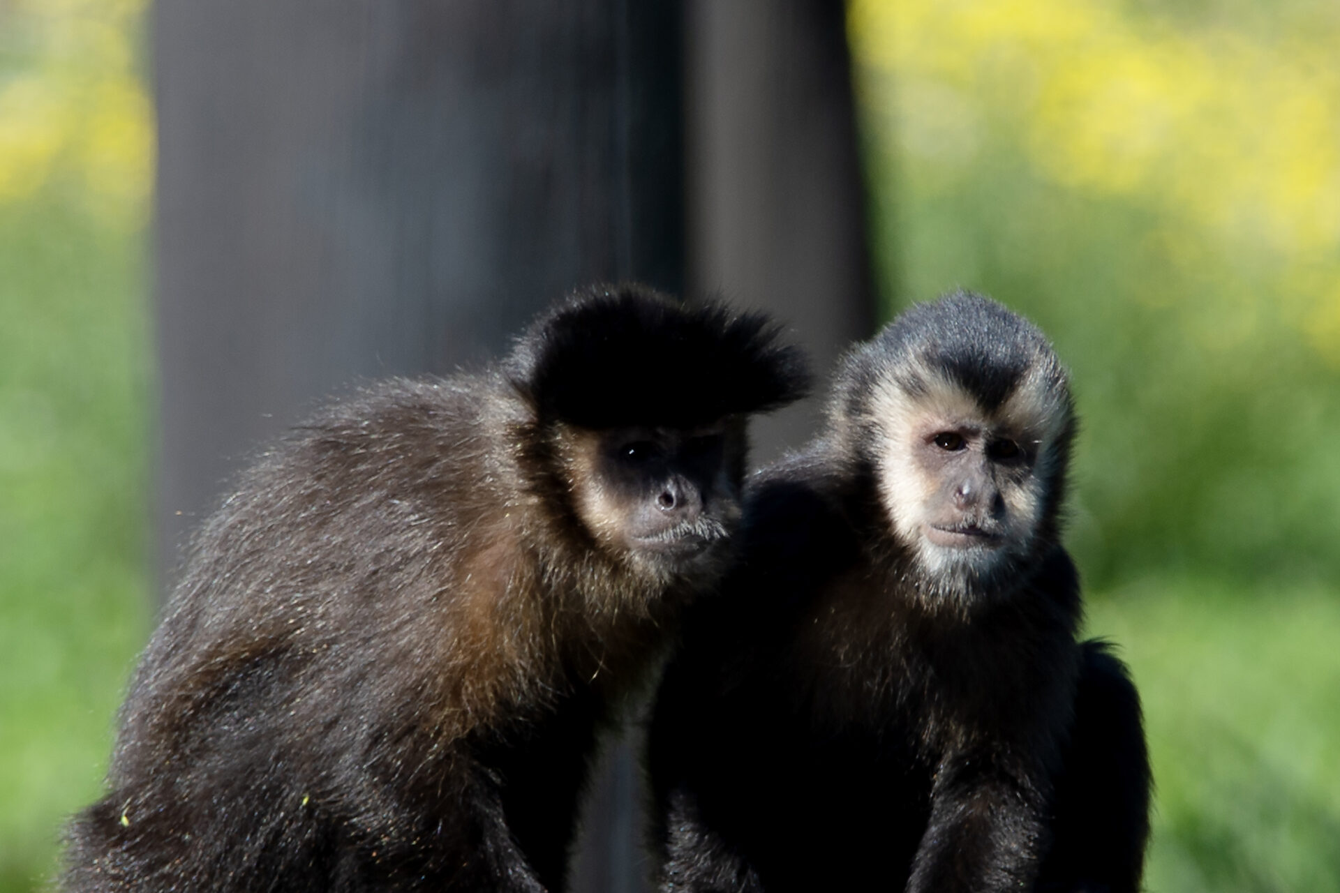 Macacos-prego resgatados pelo IAT já estão adaptados ao Zoológico de Curitiba