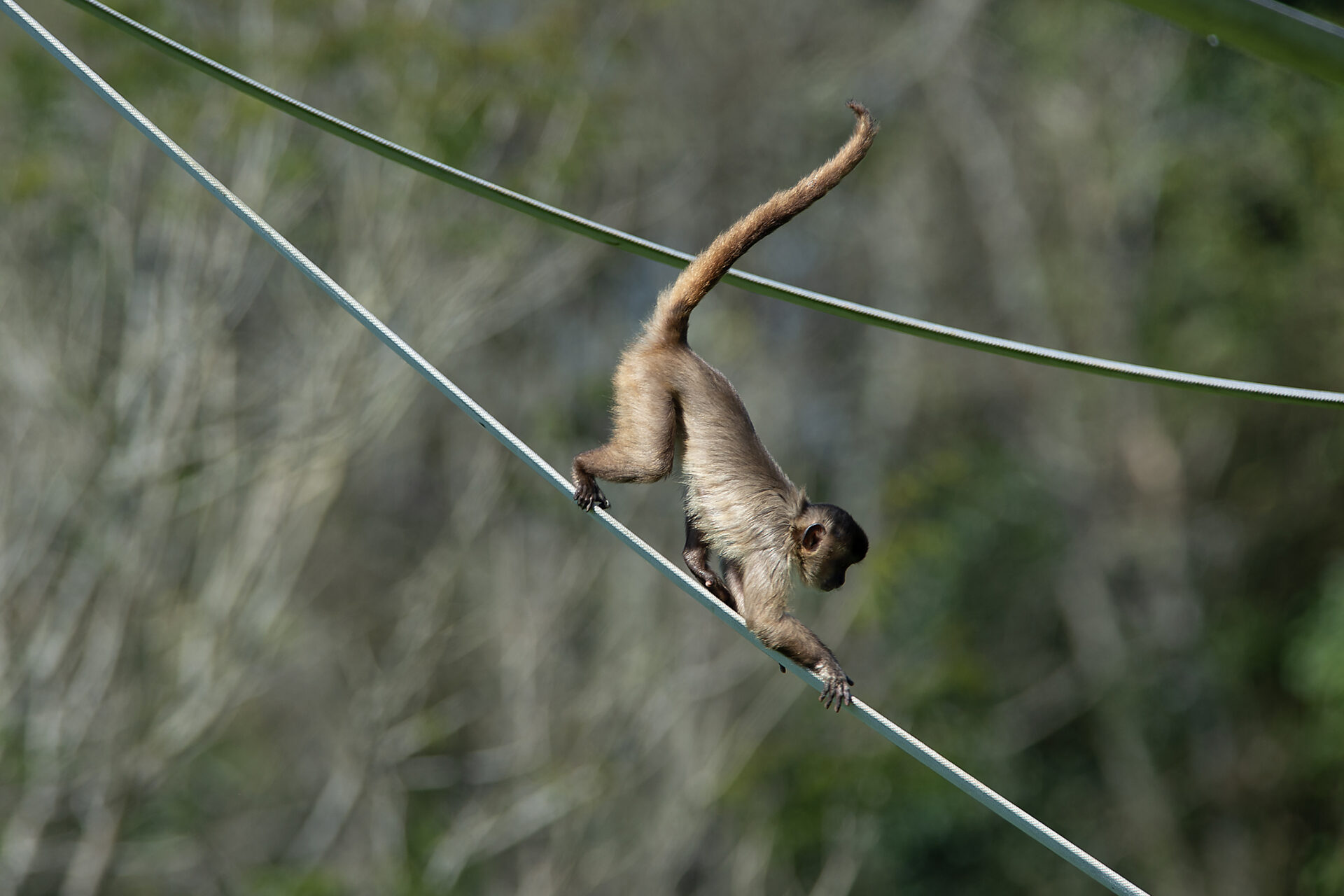 Macacos-prego resgatados pelo IAT já estão adaptados ao Zoológico de Curitiba