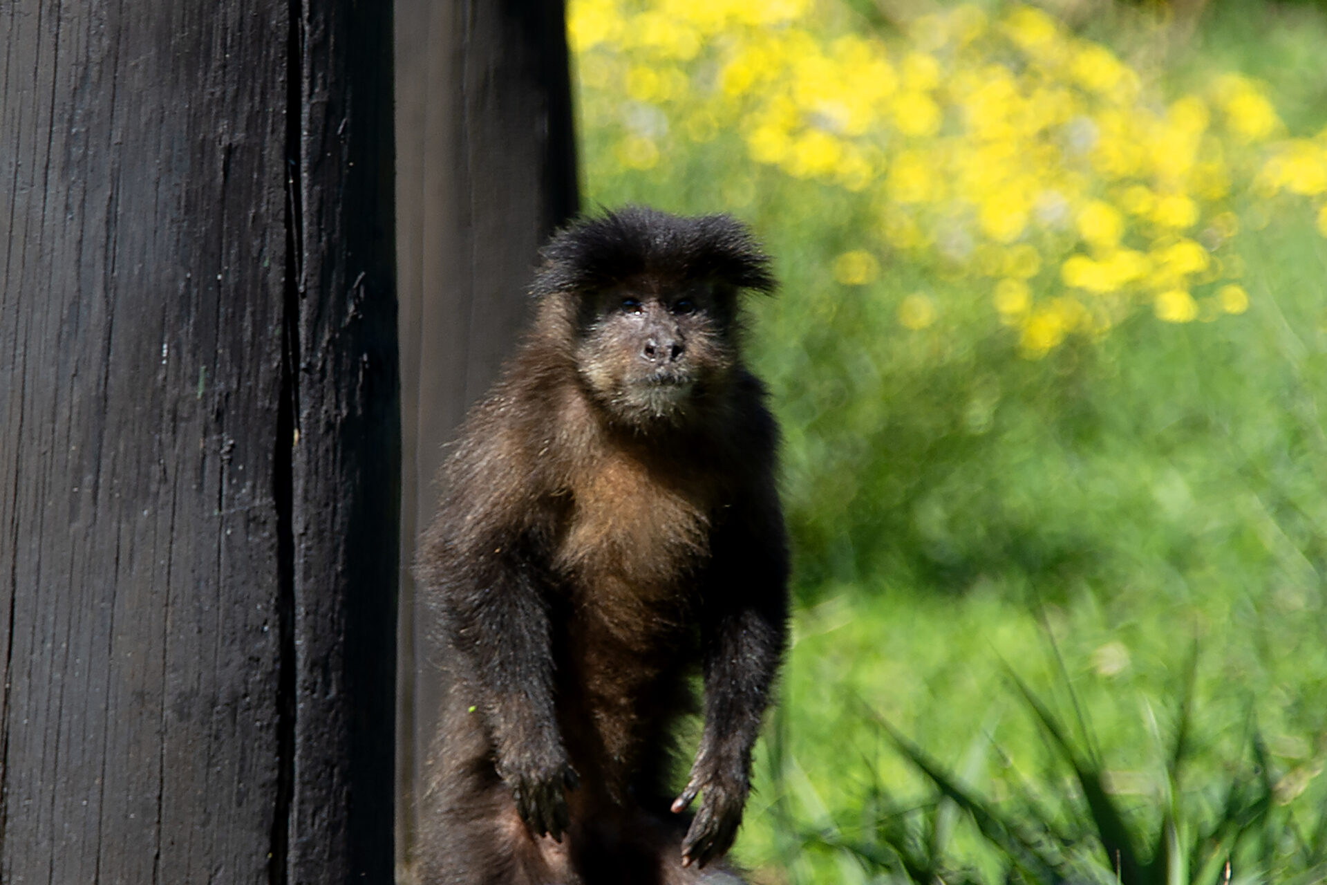 Macacos-prego resgatados pelo IAT já estão adaptados ao Zoológico de Curitiba
