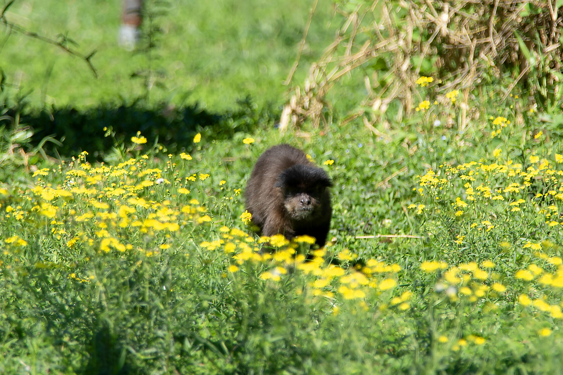 Macacos-prego resgatados pelo IAT já estão adaptados ao Zoológico de Curitiba