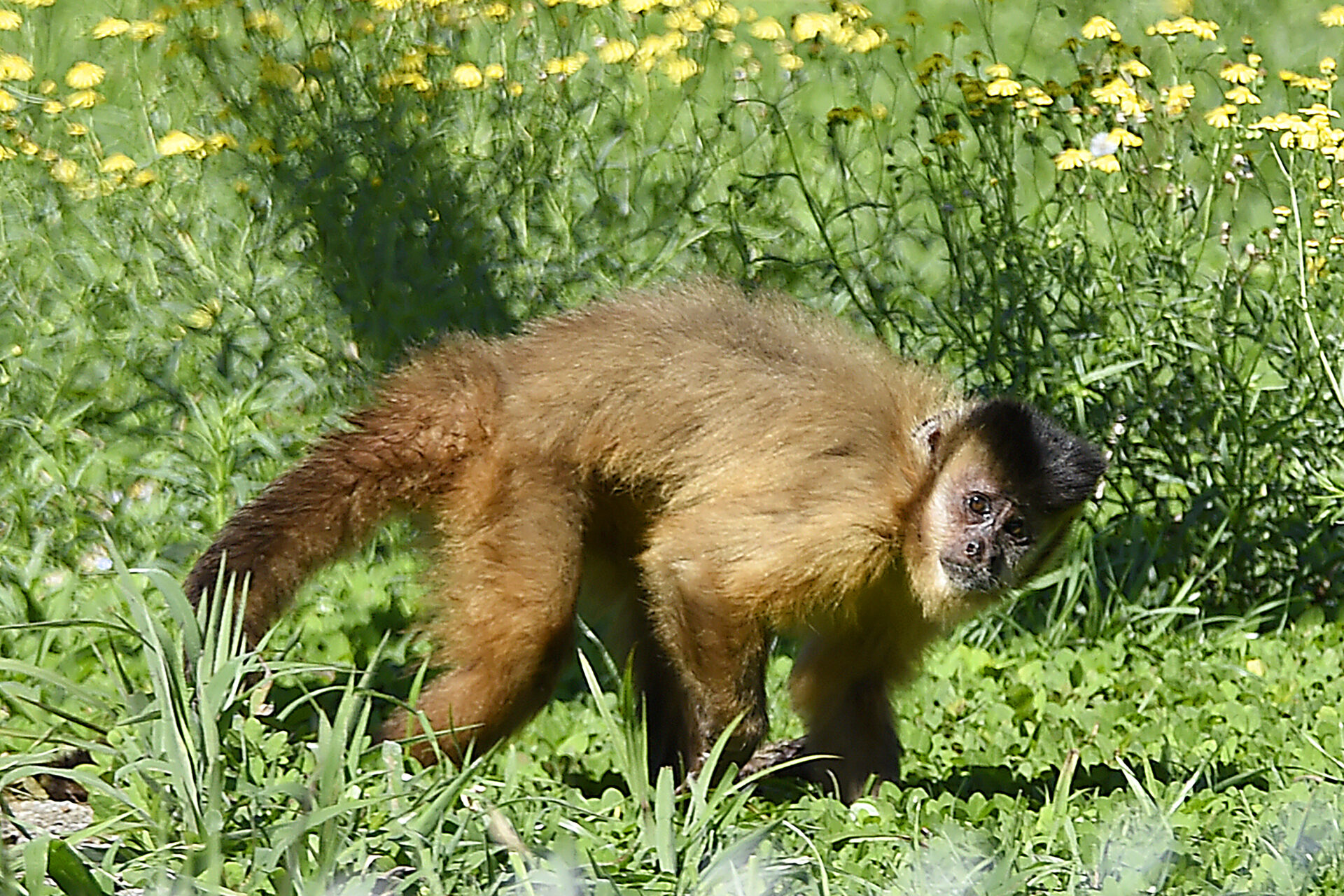 Macacos-prego resgatados pelo IAT já estão adaptados ao Zoológico de Curitiba