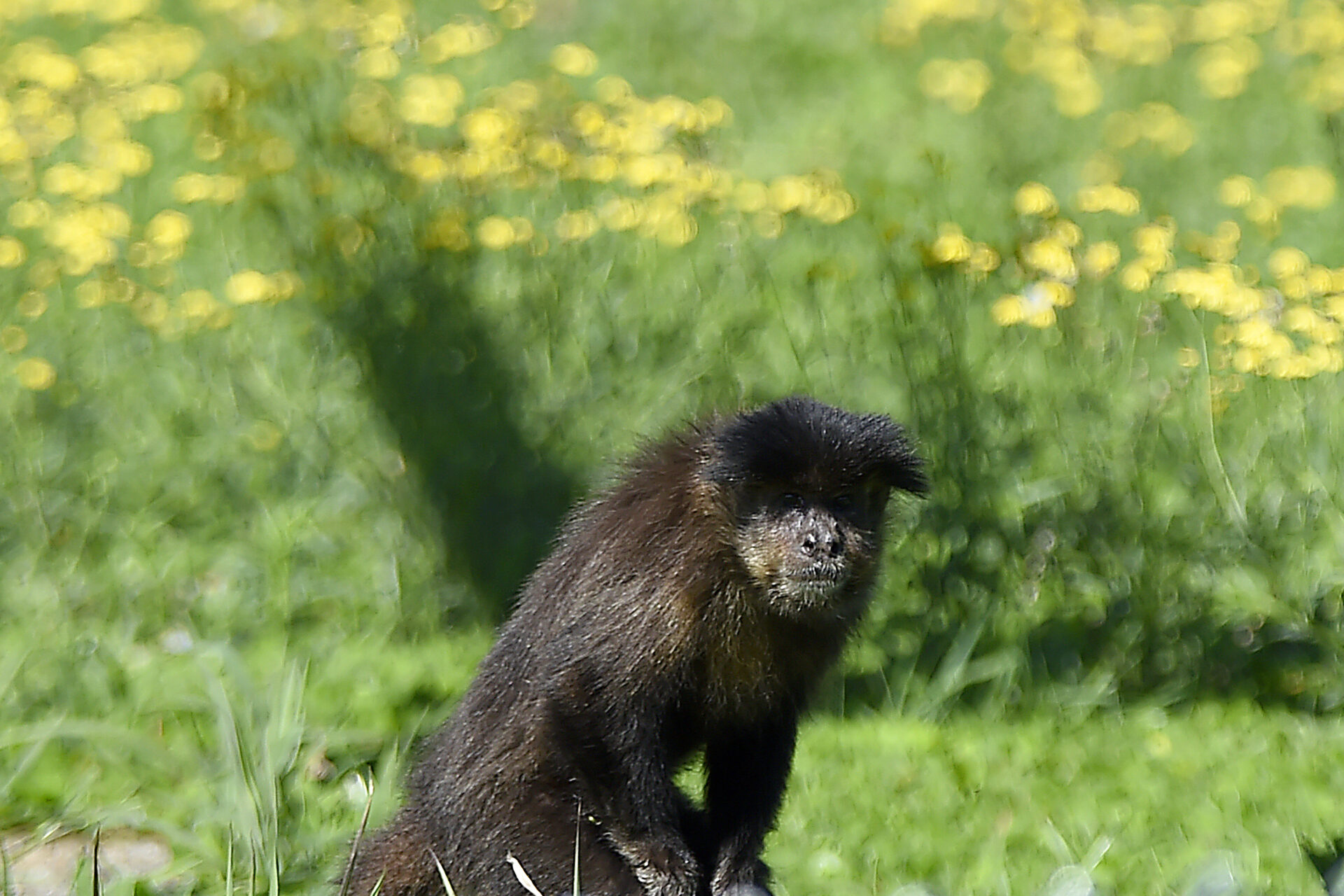 Macacos-prego resgatados pelo IAT já estão adaptados ao Zoológico de Curitiba