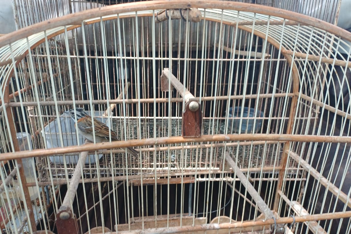 IAT resgata seis aves silvestres de criadouro irregular em Umuarama