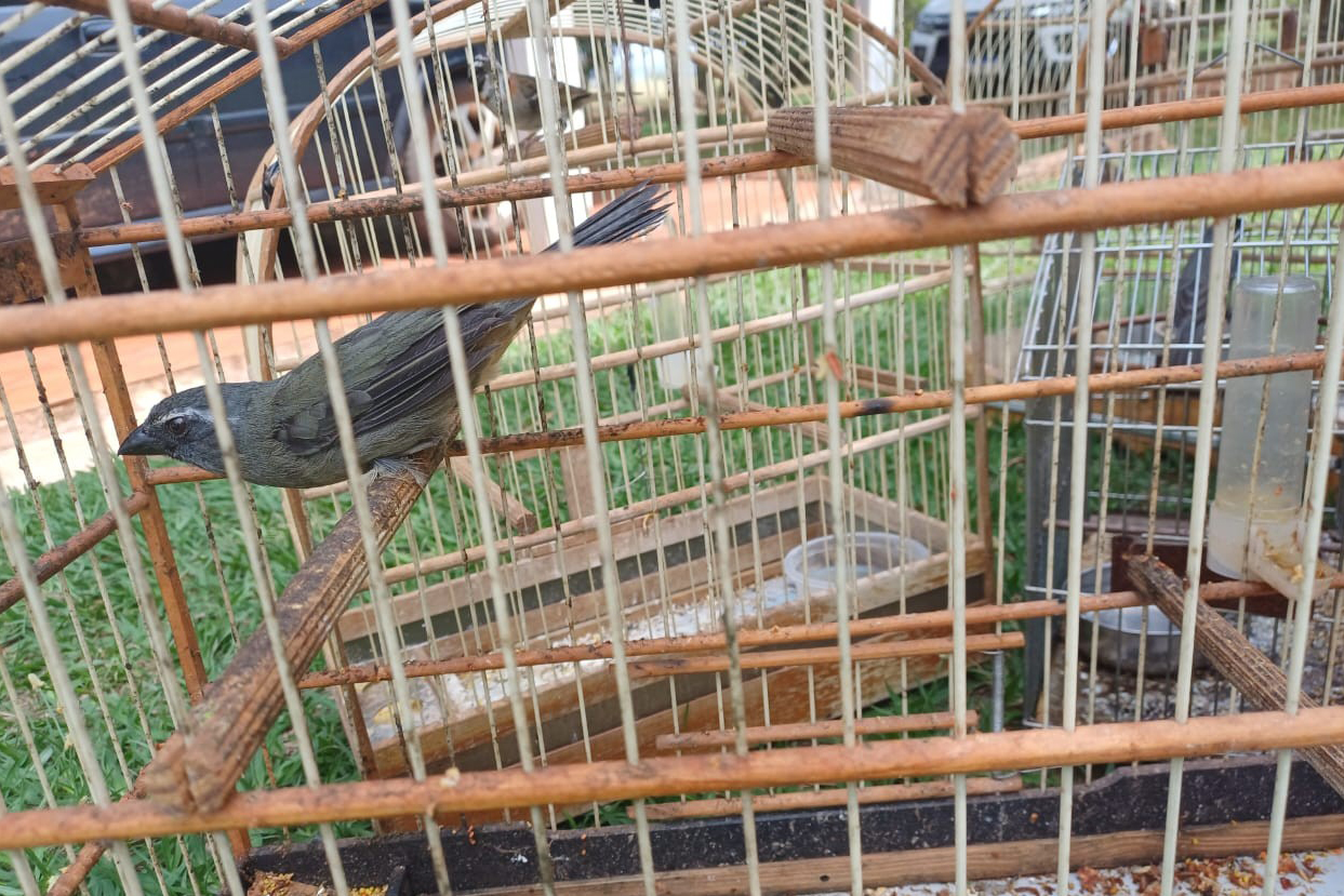 IAT resgata seis aves silvestres de criadouro irregular em Umuarama