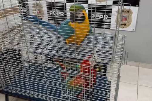 PCPR, PMPR e IAT prendem mulher por tráfico de animais em Guarapuava