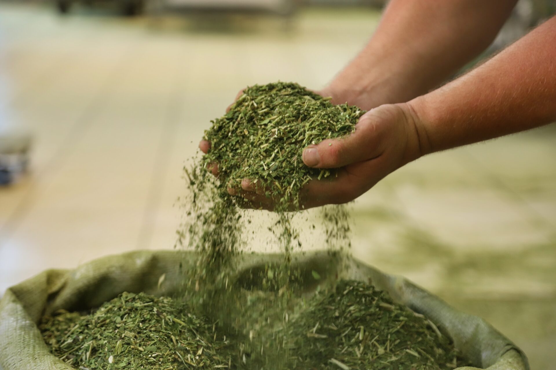 Crescimento da produção de erva-mate do Paraná supera outras regiões produtoras