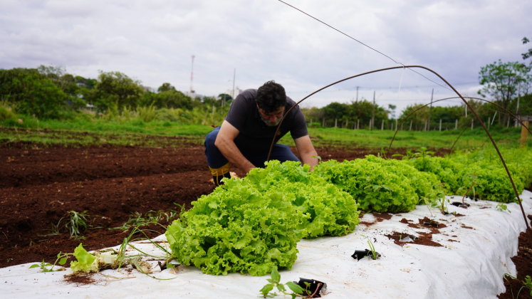 DA HORTA À MESA | Prefeitura planta alimentos que enriquecem cardápio da Cozinha Social do Provopar