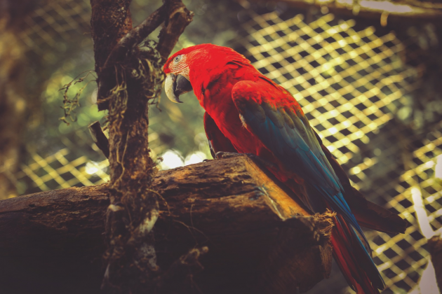 COMEMORAÇÃO | Zoológico terá programação especial para os pequenos no domingo de Dia das Crianças