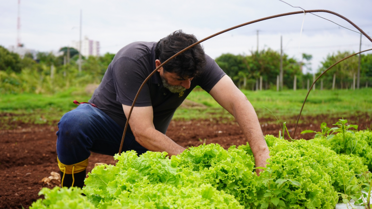 DA HORTA À MESA | Prefeitura planta alimentos que enriquecem cardápio da Cozinha Social do Provopar