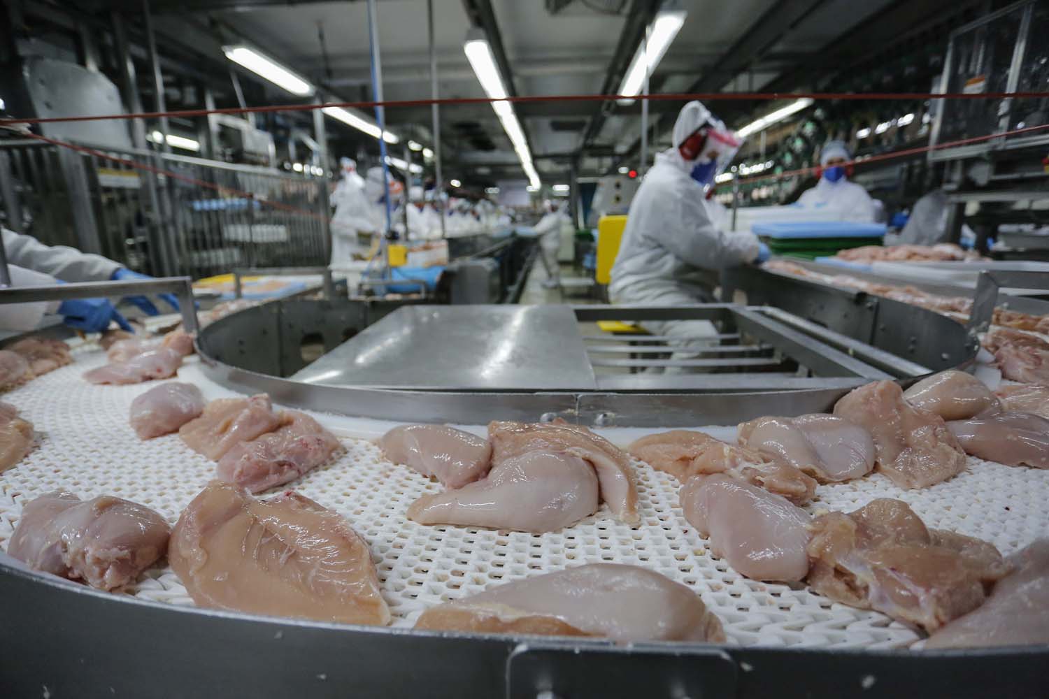 Crescimento da produção de erva-mate do Paraná supera outras regiões produtoras