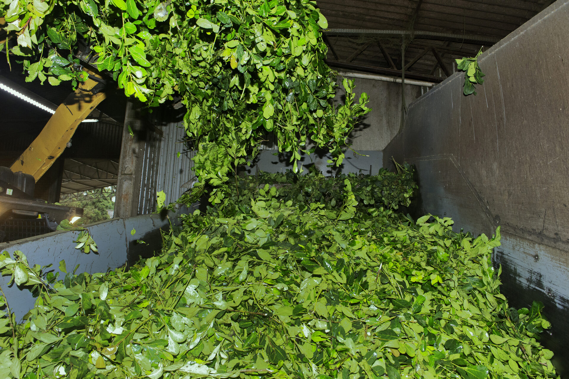 Crescimento da produção de erva-mate do Paraná supera outras regiões produtoras
