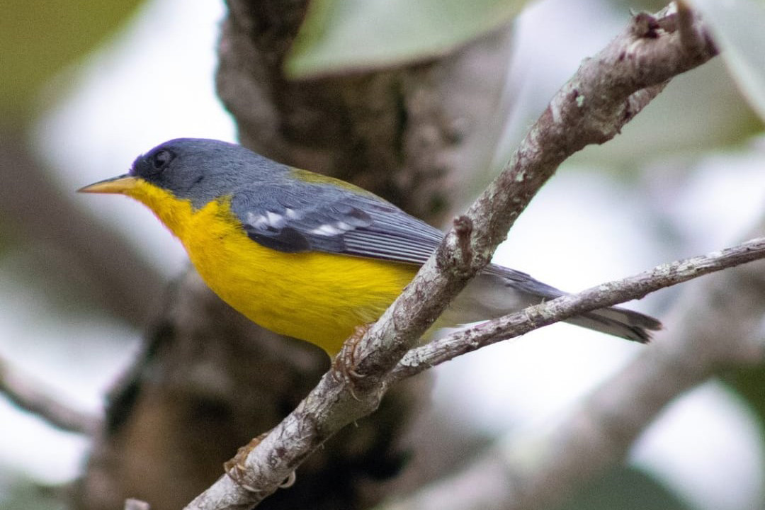 Periquito, Gaturamo-bandeira e Guaxe: Passarinhar Paraná chega a Foz do Iguaçu