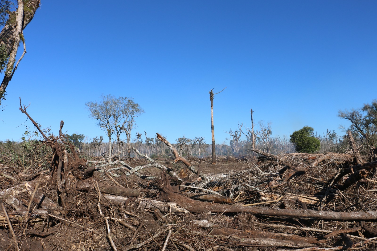 Departamento de perícia ambiental acelera resposta do Paraná a crimes contra fauna e flora